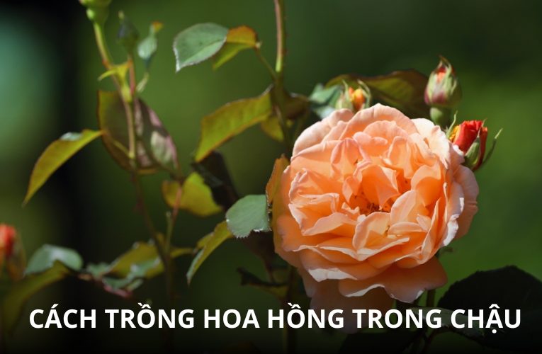 Hướng Dẫn Cách Trồng Hoa Hồng Trong Chậu Đơn Giản Cho Cây Luôn Khoẻ