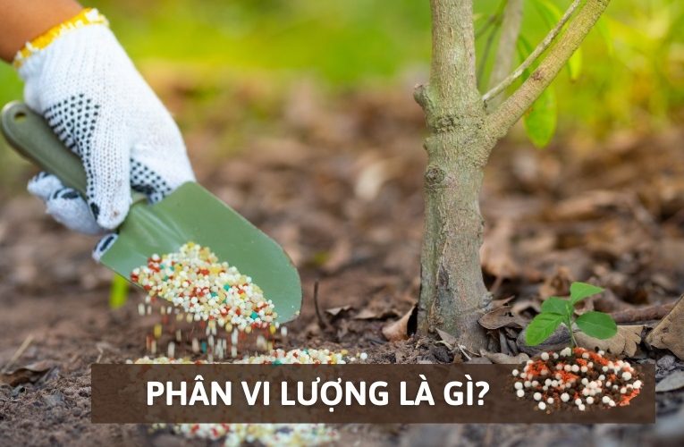 Phân vi lượng là gì? Các loại phân vi lượng phổ biến hiện nay